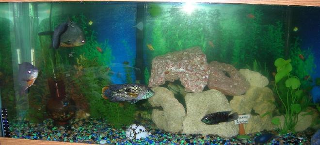 55 gallons freshwater fish tank (mostly fish and non-living decorations) - This is my 55 Gallon freshwater tank (old pic,only 3/4 are shown) , it has alot of fake plants and larva stone..the gravel is all types of rocks from backyard rocks and odd stones to store gravel...There is also a sunken ship and 2 acrylic bongs with air bubbles