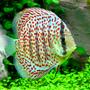 freshwater fish - symphysodon spp. - snakeskin discus stocking in 46 gallons tank - Leopard Skin Discus - 2"