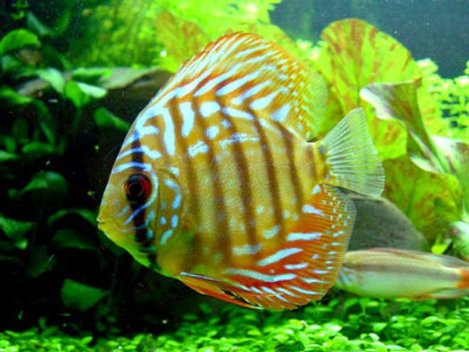 freshwater fish - red spotted green discus stocking in 46 gallons tank - "Tank" - Red Spotted Green Discus - 1.5". This little guy thinks he rules the aquarium. He tries to chase all the other discus, who are up to more than twice his size!