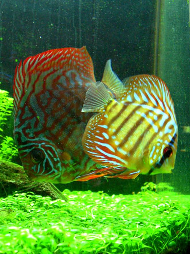 freshwater fish - red spotted green discus stocking in 46 gallons tank - "Tank and Bertha" - Red Spotted Green Discus - 1.5" and 3.5"