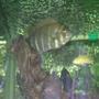 freshwater fish - nandopsis octofasciatum - jack dempsey stocking in 130 gallons tank - Love it!