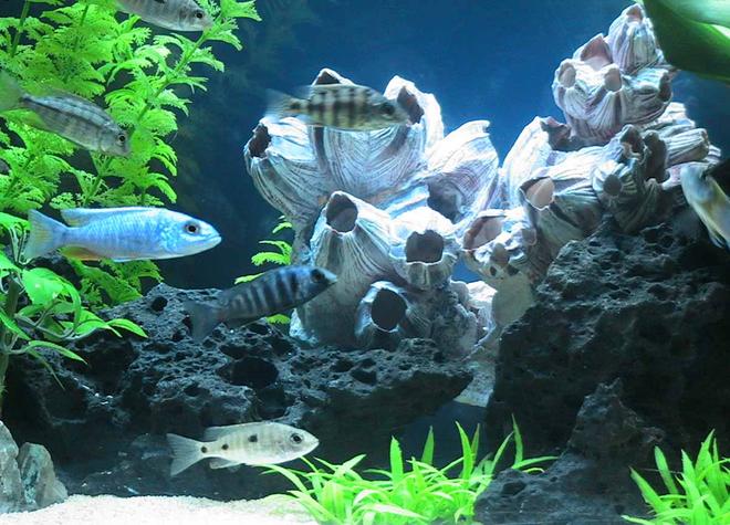 freshwater fish - aulonocara stuartgranti - peacock cichlid stocking in 55 gallons tank - Peacock Cichlids
