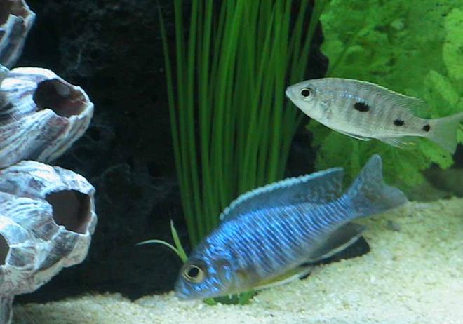freshwater fish - aulonocara stuartgranti - peacock cichlid stocking in 55 gallons tank - Baby Peacock Cichlids