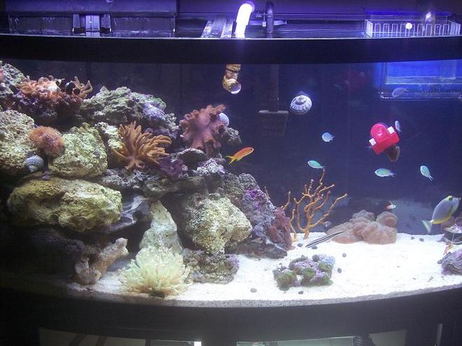 72 gallons reef tank (mostly live coral and fish) - This is my 72 gallon bow, I have a current 265w 24hr lighting system w/ a magnum 350 and emporier 400 filtration w/ a 9w UV sterilizer, cyclone protien skimmer. 4 maxi jet 900 water pumps, and a over flow box w/ a 20H over flow tank with 1 Naso Tang, 7 chromis's, 1 fire fish, 1 Gold striped marron clown, 1 coral cat, 1 serpeant star, 2 cleaner shrimp, 1 spotted watchman goby, 3 emarald crabs, 1 decorator crab, 1 sand shifting star, 1 blue linka star, 1 pink cucumber, 1 bubble tip anenome, 1 toad stool leather coral, 1 devil finger leather coral, 4 colonies of mushrooms,1 brain coral, star polp colony, 1 flower pot coral, 1 maxima clam.