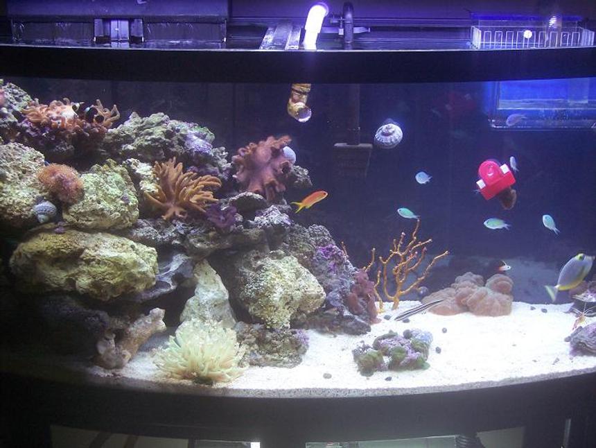 Rated #108: 72 Gallons Reef Tank - This is my 72 gallon bow, I have a current 265w 24hr lighting system w/ a magnum 350 and emporier 400 filtration w/ a 9w UV sterilizer, cyclone protien skimmer. 4 maxi jet 900 water pumps, and a over flow box w/ a 20H over flow tank with 1 Naso Tang, 7 chromis's, 1 fire fish, 1 Gold striped marron clown, 1 coral cat, 1 serpeant star, 2 cleaner shrimp, 1 spotted watchman goby, 3 emarald crabs, 1 decorator crab, 1 sand shifting star, 1 blue linka star, 1 pink cucumber, 1 bubble tip anenome, 1 toad stool leather coral, 1 devil finger leather coral, 4 colonies of mushrooms,1 brain coral, star polp colony, 1 flower pot coral, 1 maxima clam.