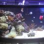 72 gallons reef tank (mostly live coral and fish) - This is my 72 gallon bow, I have a current 265w 24hr lighting system w/ a magnum 350 and emporier 400 filtration w/ a 9w UV sterilizer, cyclone protien skimmer. 4 maxi jet 900 water pumps, and a over flow box w/ a 20H over flow tank with 1 Naso Tang, 7 chromis's, 1 fire fish, 1 Gold striped marron clown, 1 coral cat, 1 serpeant star, 2 cleaner shrimp, 1 spotted watchman goby, 3 emarald crabs, 1 decorator crab, 1 sand shifting star, 1 blue linka star, 1 pink cucumber, 1 bubble tip anenome, 1 toad stool leather coral, 1 devil finger leather coral, 4 colonies of mushrooms,1 brain coral, star polp colony, 1 flower pot coral, 1 maxima clam.