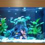 32 gallons planted tank (mostly live plants and fish) - updated the decoration of my tank