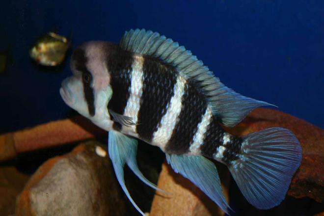 freshwater fish - cyphotilapia frontosa - frontosa cichlid stocking in 80 gallons tank - Frontosa Burundi