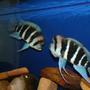 freshwater fish - cyphotilapia frontosa - frontosa cichlid stocking in 80 gallons tank - Frontosa Burundi Pair