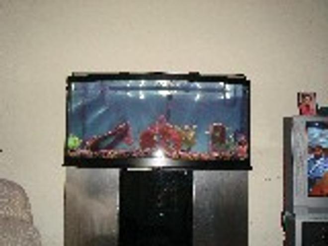 72 gallons freshwater fish tank (mostly fish and non-living decorations) - 72 gallong bowfront