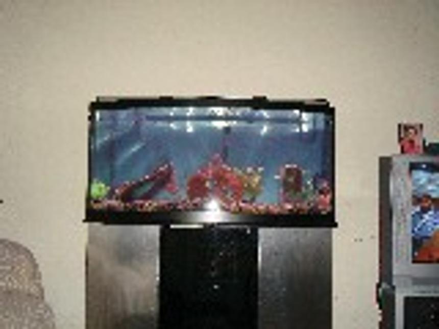Rated #425: 72 Gallons Freshwater Fish Tank - 72 gallong bowfront
