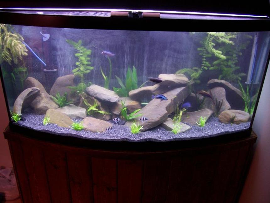 Rated #149: 72 Gallons Planted Tank - African Cichlids (Lakes M & T).
Live Plants