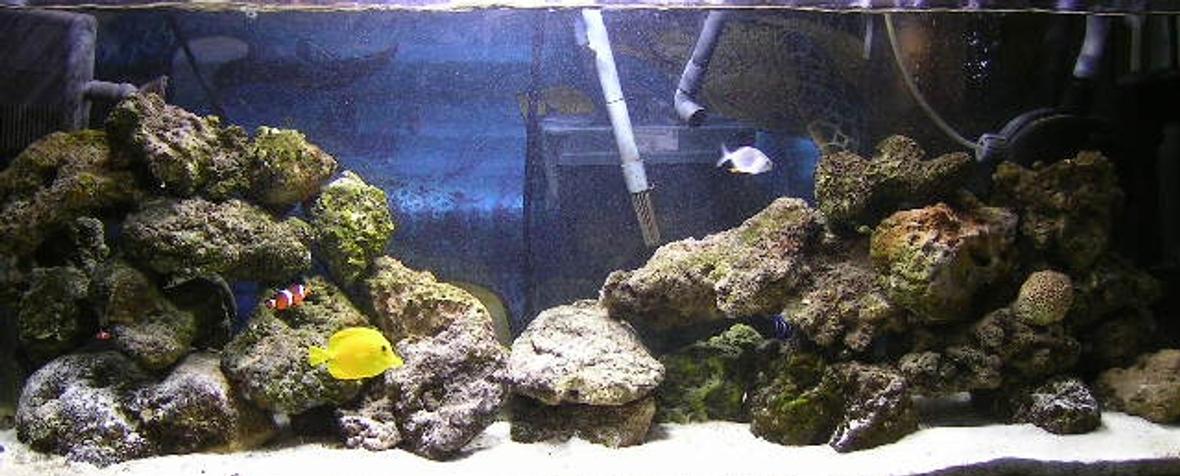 55 gallons saltwater fish tank (mostly fish, little/no live coral) - my 55g FOWLR tank. T have 1 blue moon angel,1koran angel,1coral beauty angel,1green mandarin, 1yellow tang,1pompano,2 ocilleris clowns,