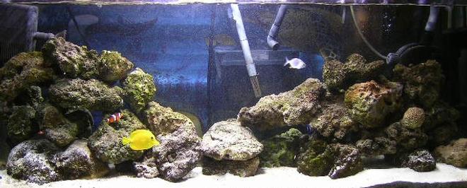 55 gallons saltwater fish tank (mostly fish, little/no live coral) - my 55g FOWLR tank. T have 1 blue moon angel,1koran angel,1coral beauty angel,1green mandarin, 1yellow tang,1pompano,2 ocilleris clowns,
