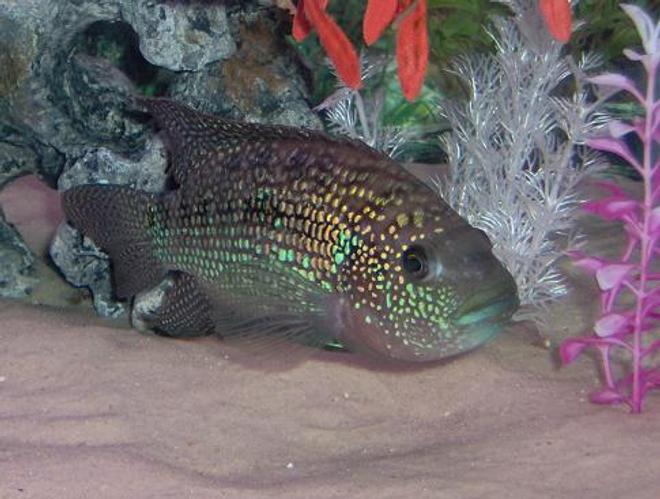 freshwater fish - nandopsis octofasciatum - jack dempsey stocking in 75 gallons tank - Jack dempsey