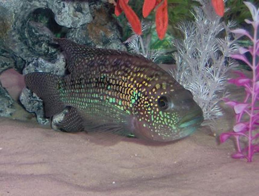 Rated #42: Freshwater Fish - Nandopsis Octofasciatum - Jack Dempsey Stocking In 75 Gallons Tank - Jack dempsey