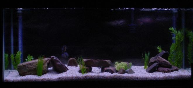 55 gallons freshwater fish tank (mostly fish and non-living decorations) - our first fish tank