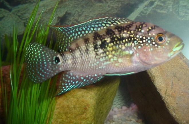 freshwater fish - nandopsis octofasciatum - jack dempsey stocking in 55 gallons tank - jack dempsey