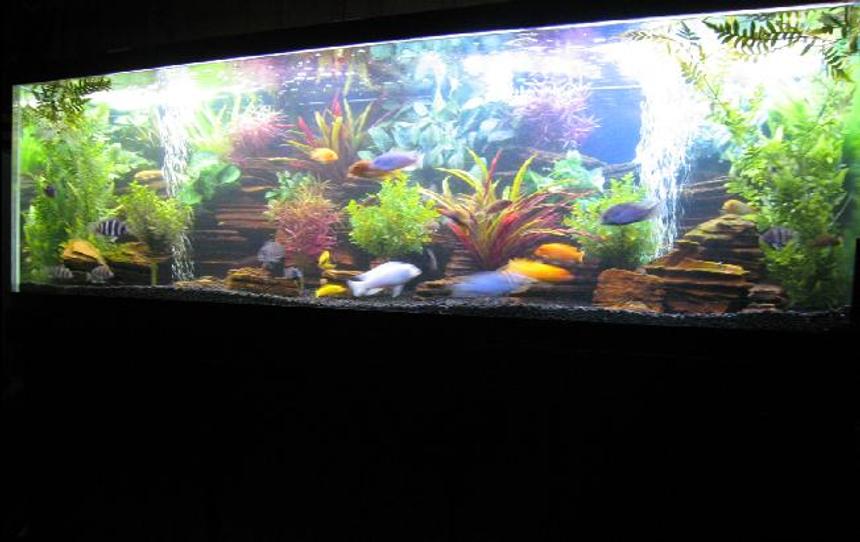Rated #26: 180 Gallons Freshwater Fish Tank - 180 Cichlid Tank 6x2x2