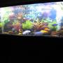 180 gallons freshwater fish tank (mostly fish and non-living decorations) - 180 Cichlid Tank 6x2x2