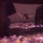 freshwater fish - botia macracantha - clown loach stocking in 25 gallons tank - my clown loach