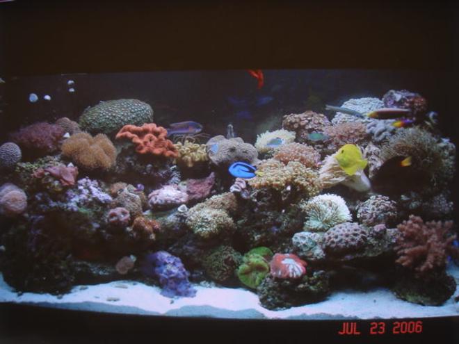 90 gallons reef tank (mostly live coral and fish) - 90-gallon tank 4-months running.
