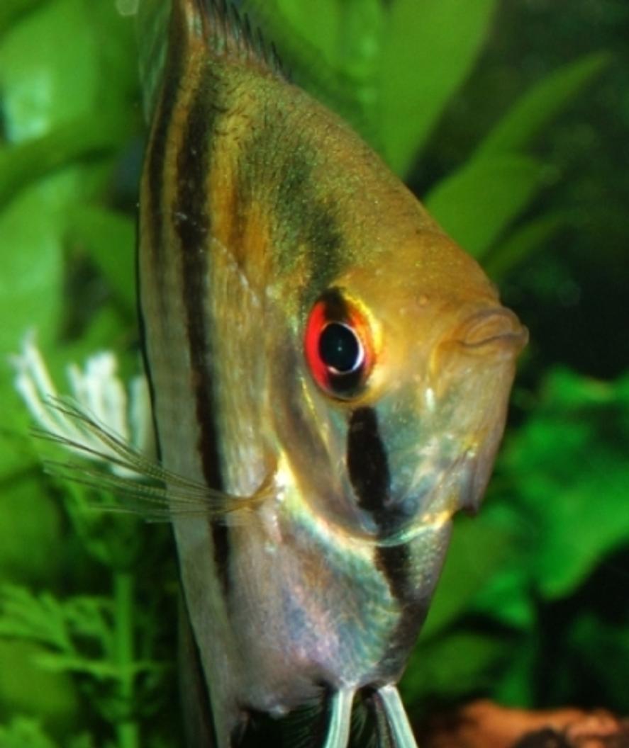 Rated #36: Saltwater Fish - Centropyge Fisheri - Fisher's Angelfish Stocking In 46 Gallons Tank - Angelfish.