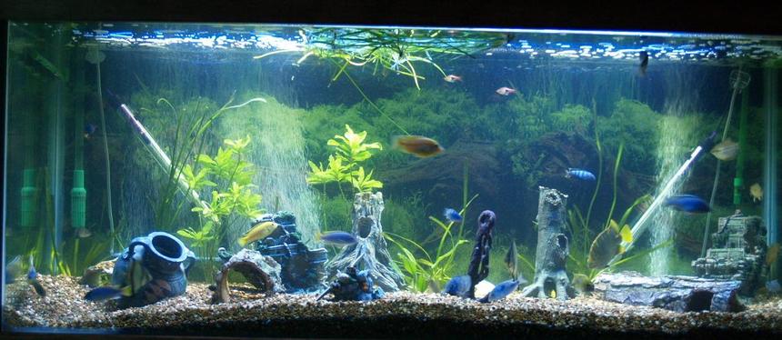 Rated #247: 140 Gallons Freshwater Fish Tank - 540l / 140g 5ft x 2ft x 2ft cichlids akvastabil 4Ft Double t5 54Watt tubes(one white one blue), Fx5 filter, 1 X 300W heaters. too many fish, 2 x blue dolphins, red rubin peacock, sunsine peacock, 3 x Electric Yellows, 2 x mono sebaes, red scat(mega plant eater), 2 x rustys, 2 red forest jewel, 2 x sucker fish, 2 x dragon blood peacocks, jaycob, 2 x guromi, 2 x Kenyi, about 10 more fish.