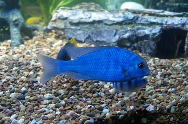 freshwater fish - cyrtocara moorii - moorei cichlid stocking in 140 gallons tank - Blue Dolphin cichlid