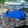 freshwater fish - cyrtocara moorii - moorei cichlid stocking in 140 gallons tank - Blue Dolphin cichlid