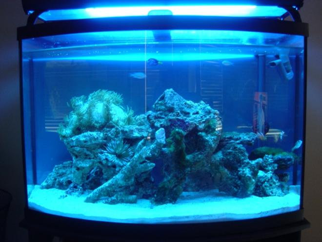 36 gallons reef tank (mostly live coral and fish) - my first tank, just starting out