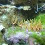 corals inverts - briareum sp. - starburst polyp stocking in 36 gallons tank - grassy thing