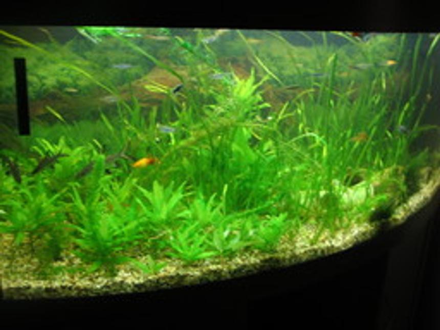 Rated #110: 100 Gallons Planted Tank - My tropical community tank