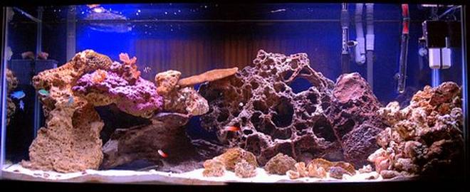 55 gallons saltwater fish tank (mostly fish, little/no live coral) - just getting started