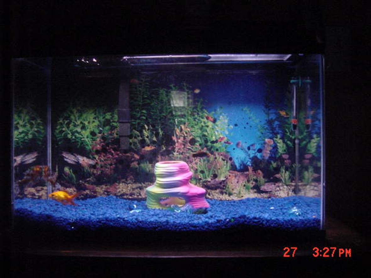 10 gallons freshwater fish tank (mostly fish and non-living decorations) -
