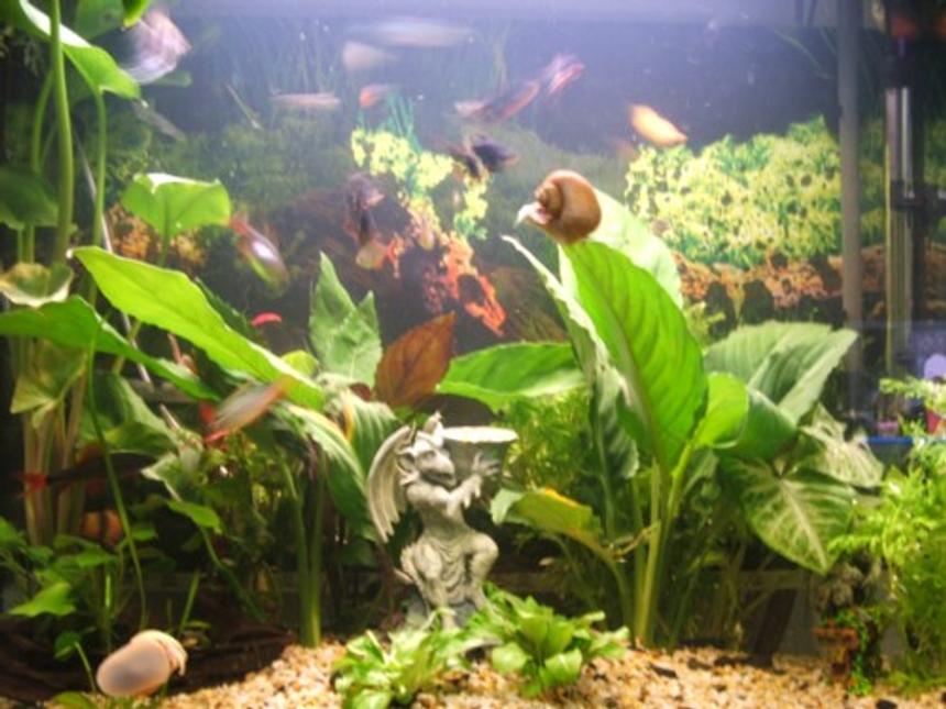 Rated #131: 48 Gallons Planted Tank - still need more plants but they keep eating them