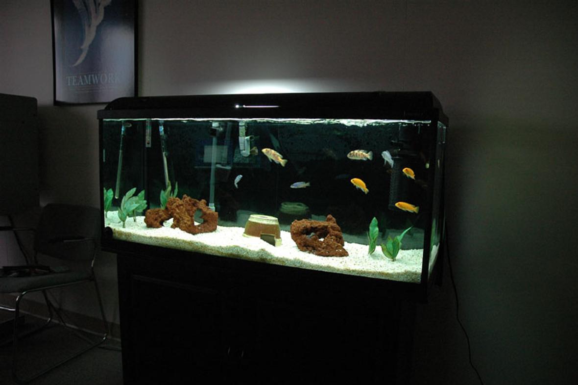 58 gallons freshwater fish tank (mostly fish and non-living decorations) - All African Cichlids. Semi Aggressive Tank. 58 Gallon Hagen 120 GeoSystem Kit. Fluval 404, Magnum 350 with micro filter,AquaClear 70 with quick filter, TurboTwist UV 9w sterilizer. 50 pounds of white aquarium gravel. Red Lava Rock, plastic plants.