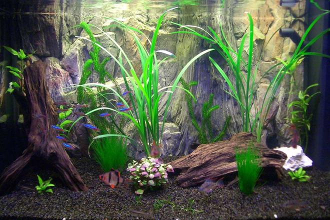 33 gallons planted tank (mostly live plants and fish) - My Asian/South American community tank, just after a makeover inolving redecoration and replanting.