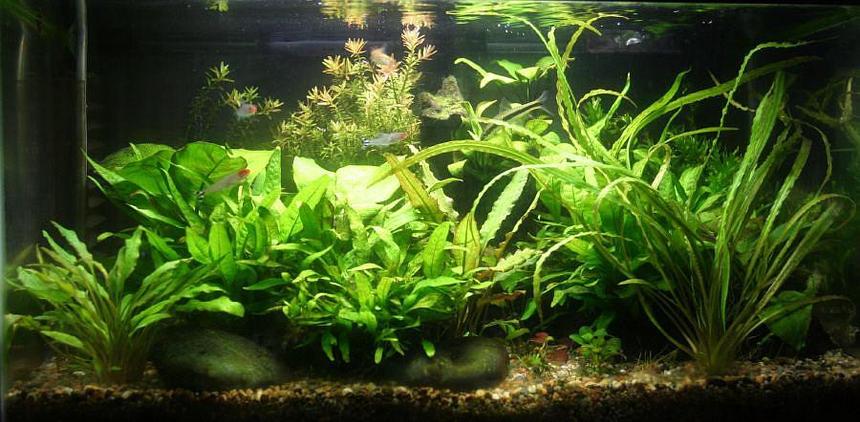 Rated #36: 10 Gallons Planted Tank - My first planted tank.
