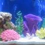 75 gallons saltwater fish tank (mostly fish, little/no live coral) - I have 75 gallon tank with 80 pounds of fuji live rock, and 80 pounds of crushed coral and live sand, fluval 305, emperor 400, titanium heater, venturi protein skimmer, 1 powersweep powerhead