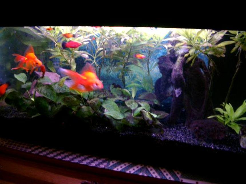 Rated #154: 15 Gallons Planted Tank - First impression