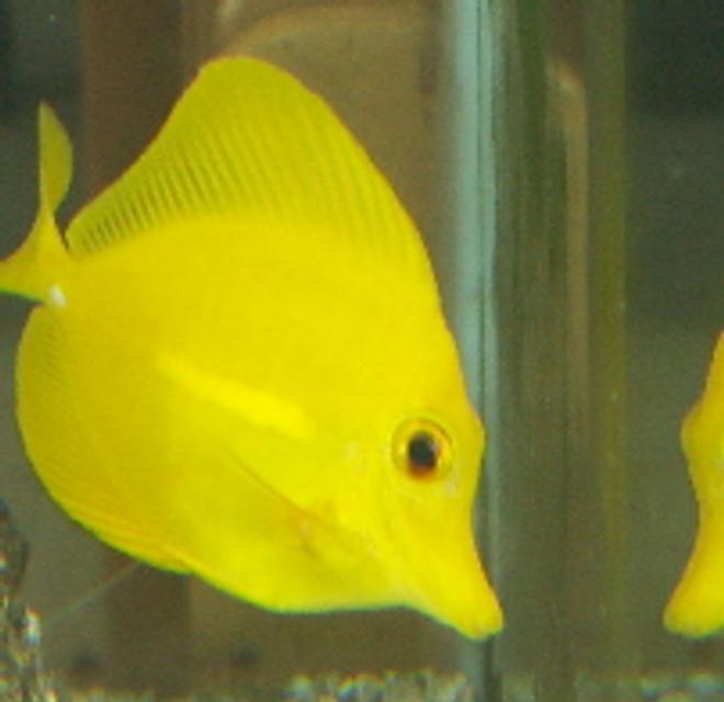 saltwater fish - zebrasoma flavescens - yellow tang - hawaii stocking in 37 gallons tank - MY yellow tang