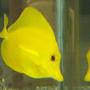 saltwater fish - zebrasoma flavescens - yellow tang - hawaii stocking in 37 gallons tank - MY yellow tang