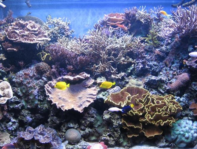 540 gallons reef tank (mostly live coral and fish) - it's hard to take pics with no glare, even harder to take them when all the fish are out! (and even still only 1/2 the fish are pictured.) the tan k is 4ft front to back; it's real hard to capture that perspective from a dead-on front angle