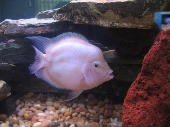 freshwater fish - jelly bean parrot cichild stocking in 55 gallons tank - Albino Parrot Cichlid. Ever see one...?  This is the result of 2 parrot fish actually mating!