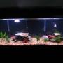 55 gallons freshwater fish tank (mostly fish and non-living decorations) - My first tank. Simple is elegant...