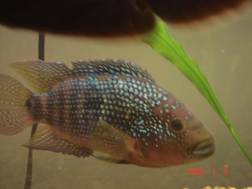 Rated #75: Freshwater Fish - Nandopsis Octofasciatum - Jack Dempsey Stocking In 55 Gallons Tank - My 8" Jack Dempsey