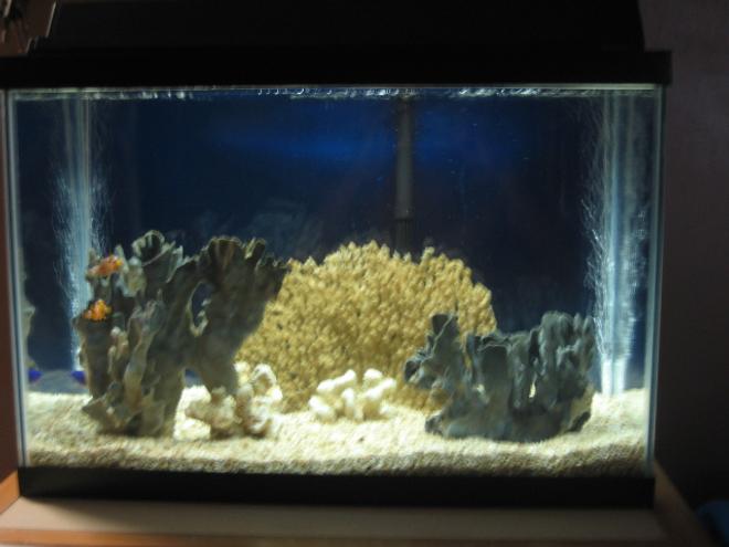 20 gallons saltwater fish tank (mostly fish, little/no live coral) - My "Stress Reliever Tank." Placed in my bedroom so I can fall asleep looking at it. I had this tank up for a about a year and a half with the original fishes still going strong.