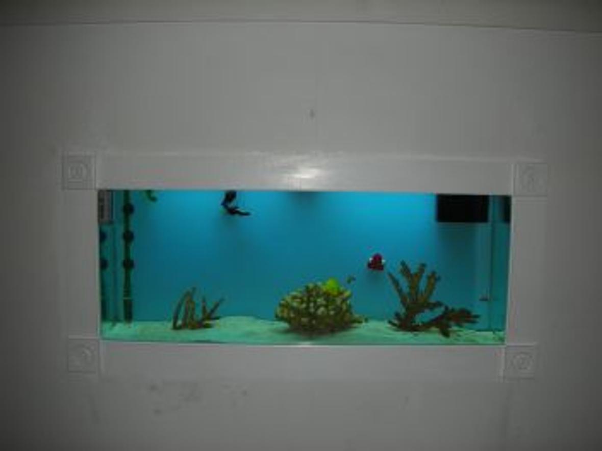 55 gallons saltwater fish tank (mostly fish, little/no live coral) - same tank during the day