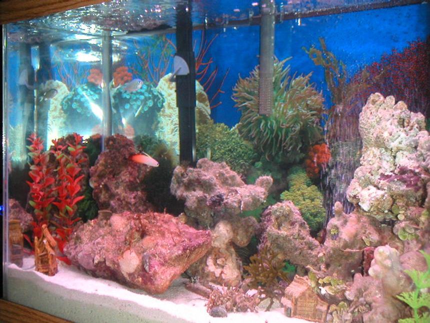 Rated #158: 20 Gallons Reef Tank - little tank 20gl